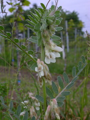 Vicia pannonica