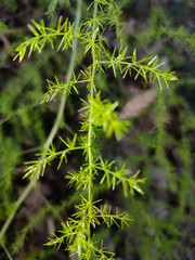 Asparagus