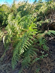 Pteridium aquilinum capense