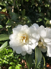 Camellia