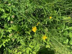 Ranunculus polyanthemos