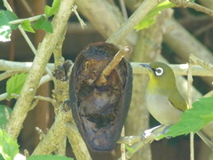 Zosterops virens capensis