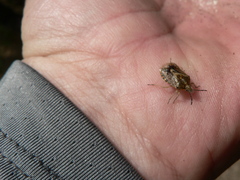 Agonoscelis puberula