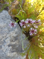 Lobelia jasionoides