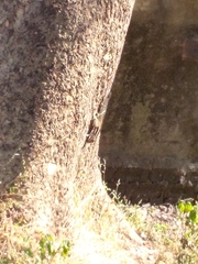 Funambulus pennantii