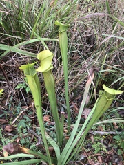 Sarracenia alata