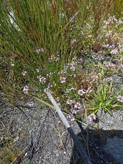 Lobelia jasionoides