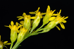 Solidago uliginosa