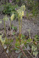 Cotyledon xanthantha