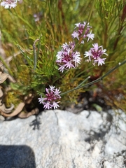 Lobelia jasionoides