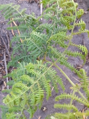 Pteridium aquilinum capense