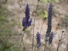 Salvia lavanduloides