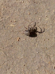 Larinioides ixobolus