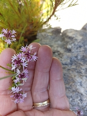 Lobelia jasionoides
