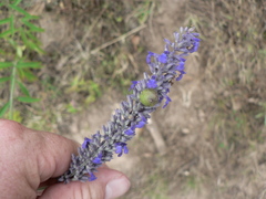 Salvia lavanduloides