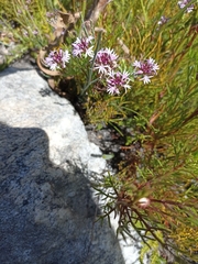 Lobelia jasionoides