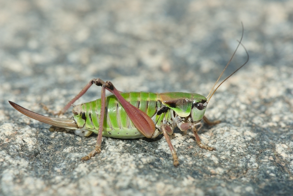 Anonconotus