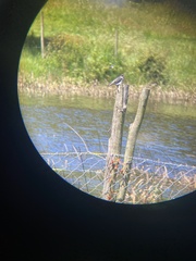 Tachycineta leucopyga