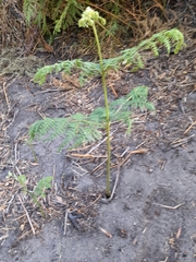 Pteridium aquilinum capense