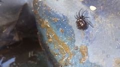 Steatoda