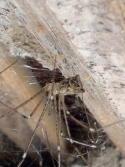 Crossopriza lyoni