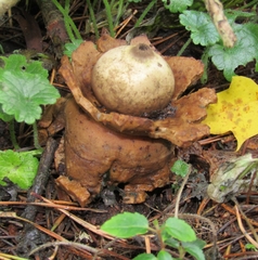 Geastrum triplex