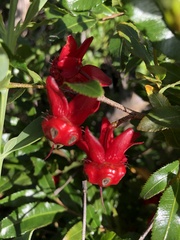 Ochna serrulata