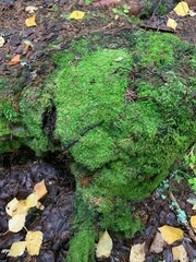 Dicranella heteromalla