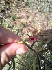 Indigofera psoraloides