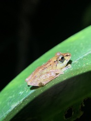 Pristimantis incomptus