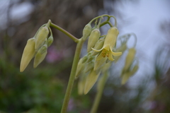 Cotyledon xanthantha