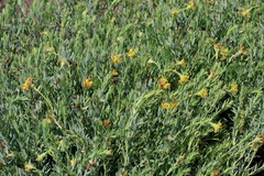 Lasiosiphon kraussianus