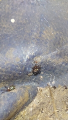 Steatoda