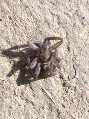 Asthenoctenus borellii