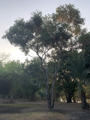 Philenoptera violacea