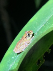 Pristimantis incomptus