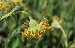 Lasiosiphon kraussianus