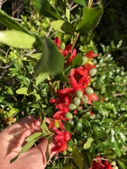 Ochna serrulata