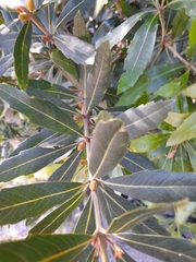 Brabejum stellatifolium