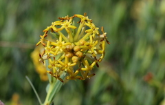 Lasiosiphon kraussianus