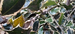 Ceroplastes