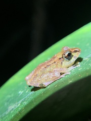 Pristimantis incomptus