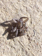 Asthenoctenus borellii