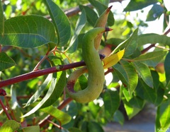 Baizongia pistaciae