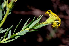 Lasiosiphon kraussianus