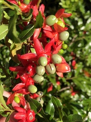 Ochna serrulata