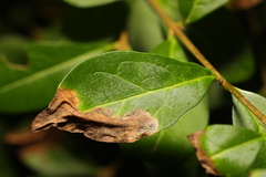 Gracillaria syringella