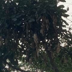 Philenoptera violacea