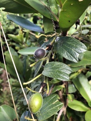 Passiflora bogotensis