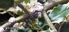 Ceroplastes